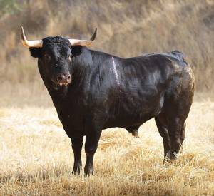 stier-taurin