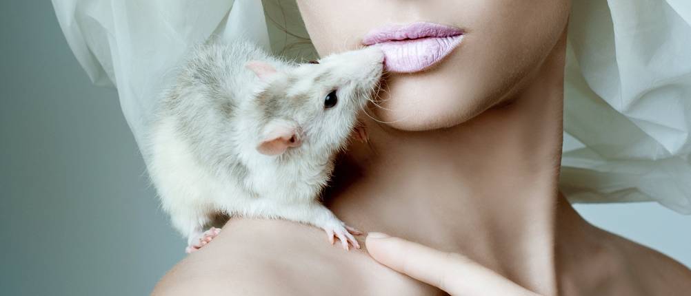 Ratten Stiftung Warentest