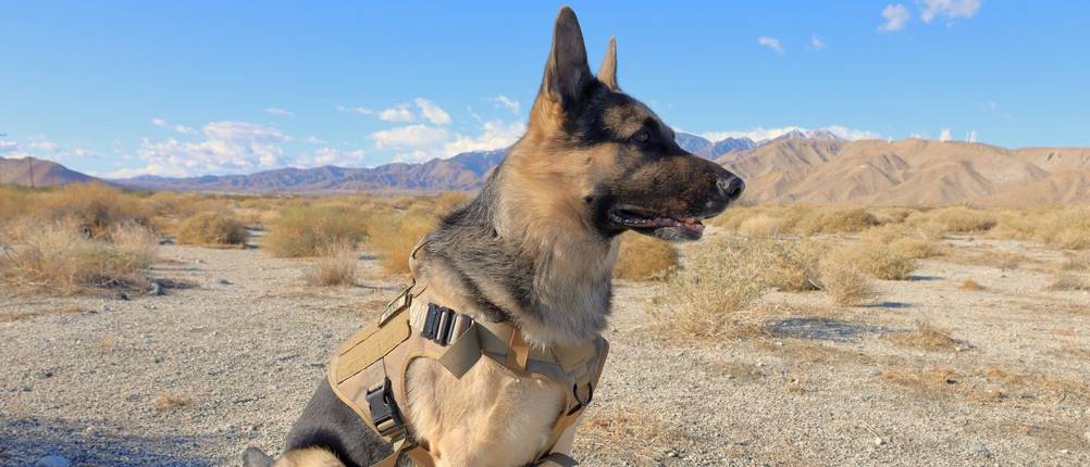 taktisches-Hundegeschirr-Test