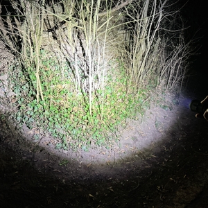 Eine Hand hält die Klarus XT21X Pro und leuchtet einen Busch in der Nacht aus. Das Licht ist sehr hell und breit gestreut.