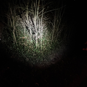 Die Klarus XT21X Pro leuchtet einen Busch im Mid-Modus an. Das Licht ist konzentrierter und weniger breit gestreut als im High-Modus.