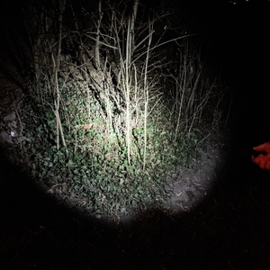 Die Nextorch TA30C wird in niedriger Leuchtstufe genutzt und zeigt eine kleinere, schwächere Lichtfläche. Der Lichtkegel ist zentriert auf eine Gruppe von Büschen gerichtet.