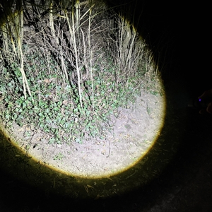 Die Shadowhawk S1476 leuchtet bei Nacht eine Fläche im Wald aus. Das Lichtbild zeigt eine helle Mitte mit sanfterem Übergang in den Randbereich.