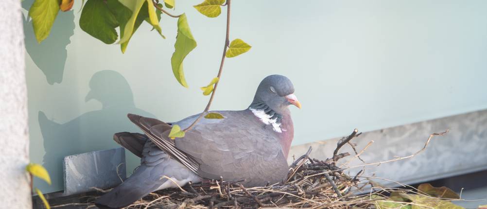 Taubenabwehr-Ultraschall-Test
