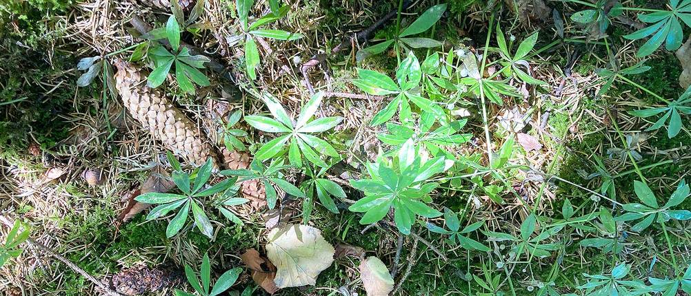 tee-selber-mischen-waldmeister
