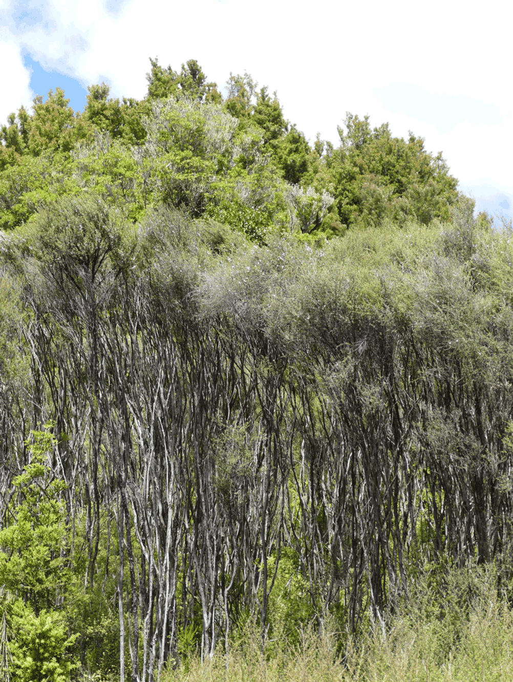 Australischer Teebaum