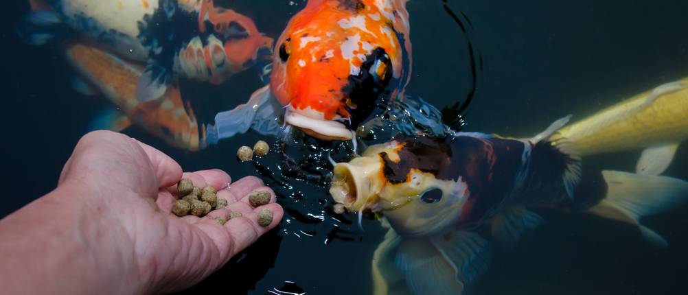jemand füttert seine Fische mit Teichfutter