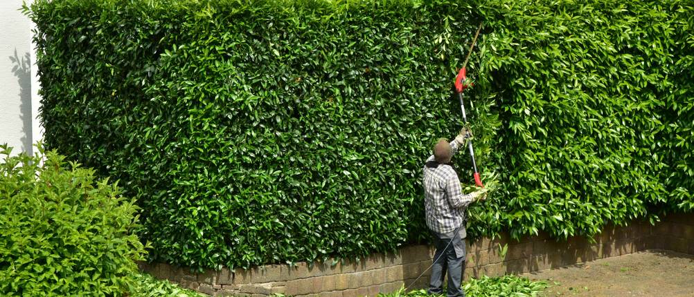 Eine Teleskop-Heckenschere wird an einer dichten Hecke eingesetzt