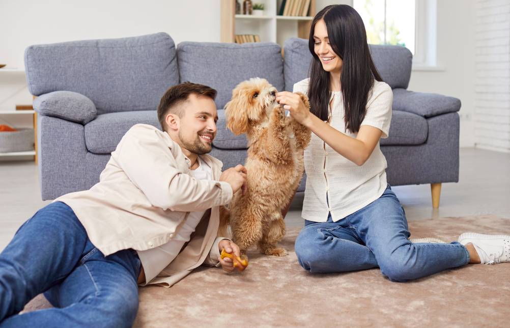 Ein Mann und eine Frau spielen mit ihrem Hund auf einem Teppich.