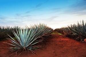 Tequila im Test: Hier ist die Agaven-Pflanze zu sehen, aus der der Tequila hergestellt wird.