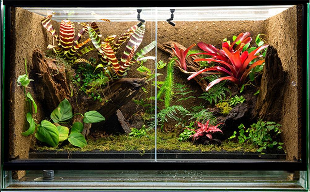 Terrarium-Heizung im Test: Ein Terrarium mit vielen Pflanzen