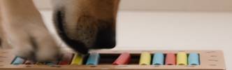 Hundebeschäftigung
