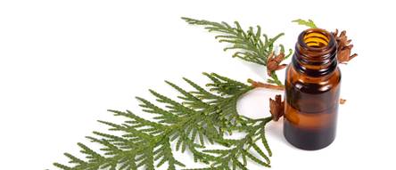 Thuja-Urtinktur Test & Vergleich  Top 9 im Juni 2026