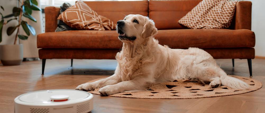 Staubsauger-Roboter-Test: Staubsauger-Roboter saugt ein Wohnzimmer. Im Hintergrund liegt ein Hund.