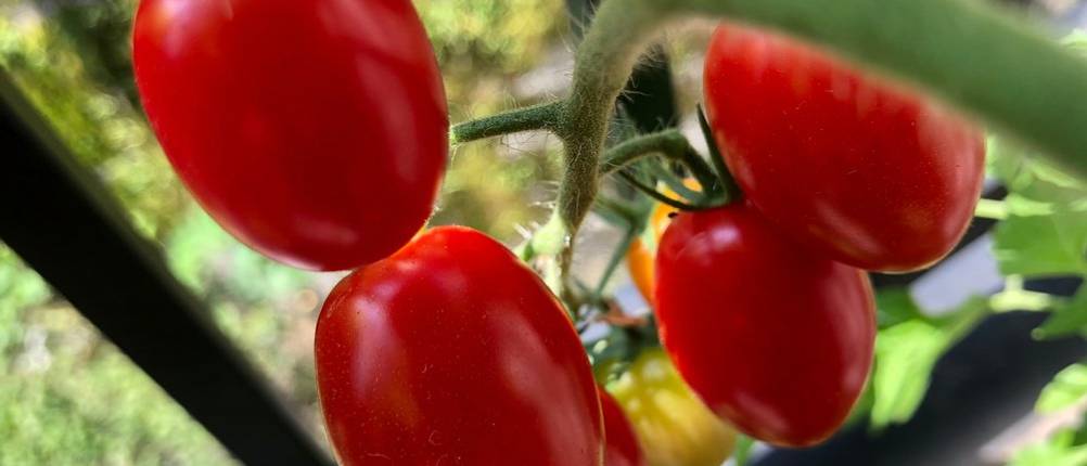 Tomatengewächshaus Test