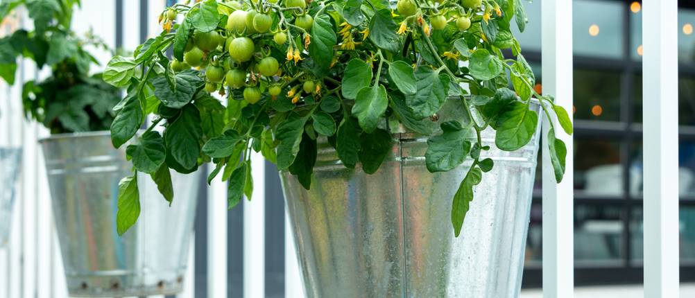 tomatentopf-test
