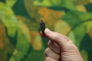 Tonkabohnen-Test: Ein Mann hält eine Tonkabohne in der Hand. 