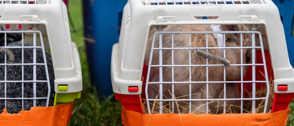 transportbox-kaninchen-test