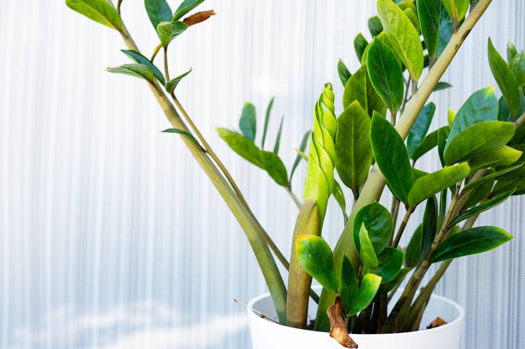 Einer Glücksfeder wächst ein neues Blatt.