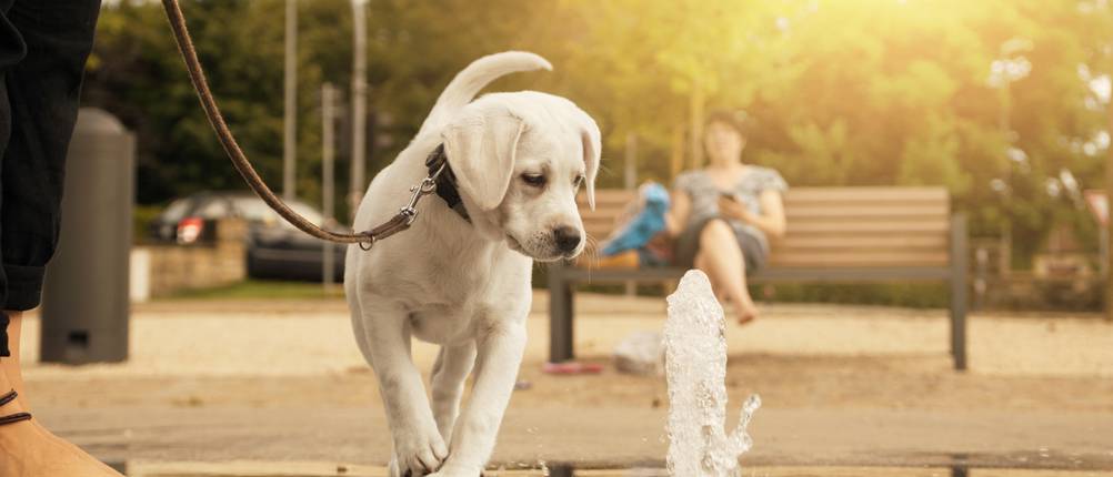trinkbrunnen-hund-test