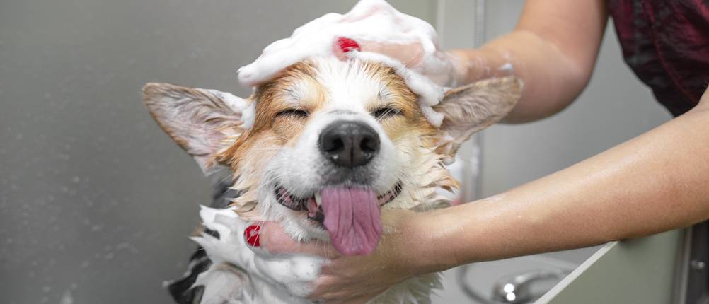Trixie-Hundeshampoo-Test