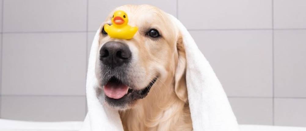 Trockenshampoo-Hund im Test: Ein Hund in der Wanne mit einem Handtuch auf dem Kopf und einer Bade-Ente auf der Nase.