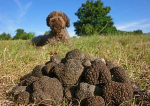 Trüffelhund
