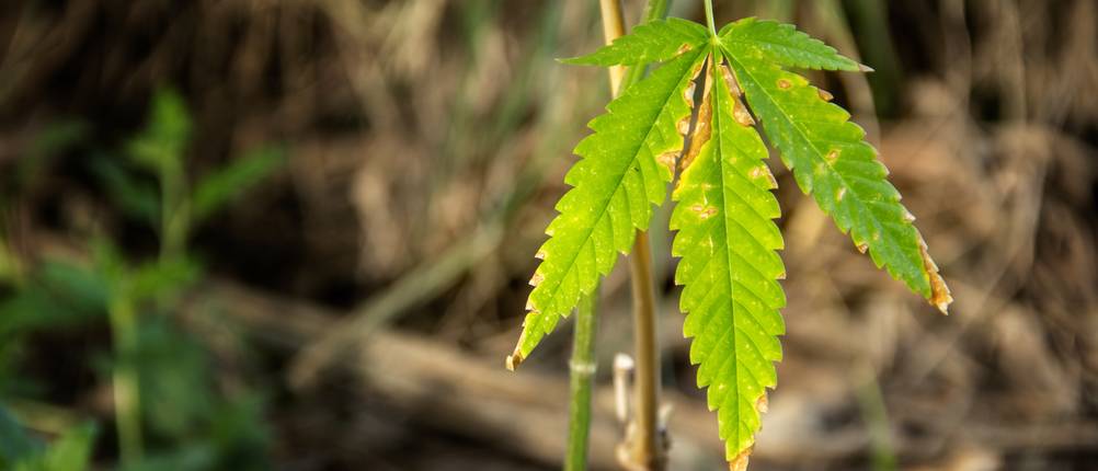 Cannabis-Dünger im Test: Überdüngte Pflanze vor einem Hintergrund aus Stöckern, Erde und Pflanzen.