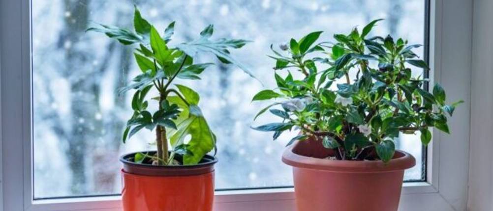 Überwinterungszelt-Test: Grünpflanzen stehen vor einem Fenster im Winter auf einer Fensterbank.