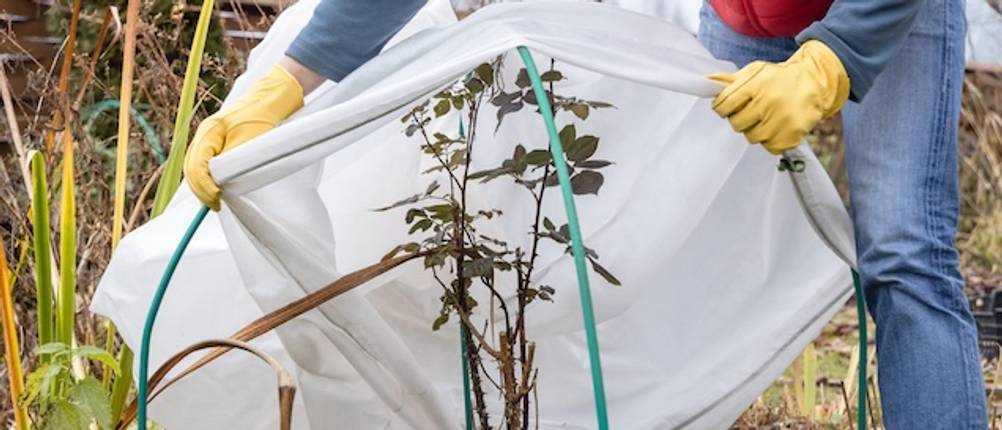 Ein Mann zieht ein kleines getestetes Überwinterungszelt über eine Pflanze.