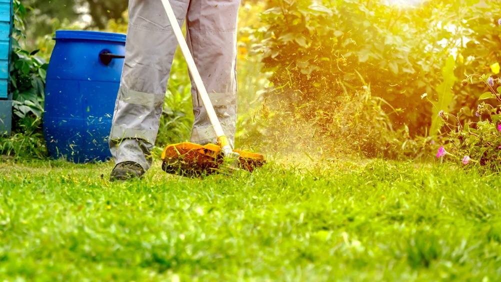 Ein Rasentrimmer wird im Garten eingesetzt, Gras fliegt umhehr.