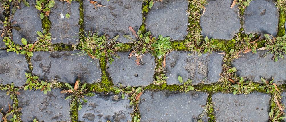 unkrautvernichter test steinplatten