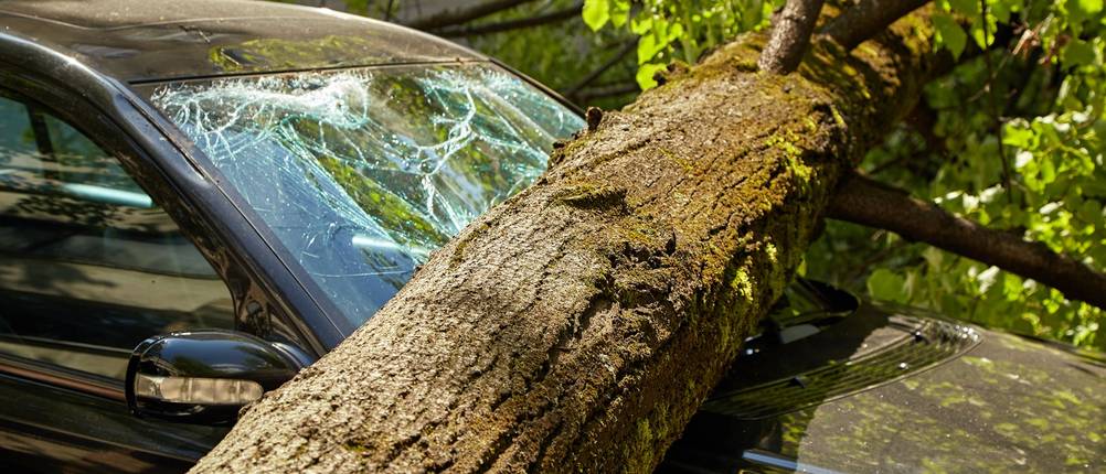 Umgestürzter Baum liegt auf einer Motorhaube.