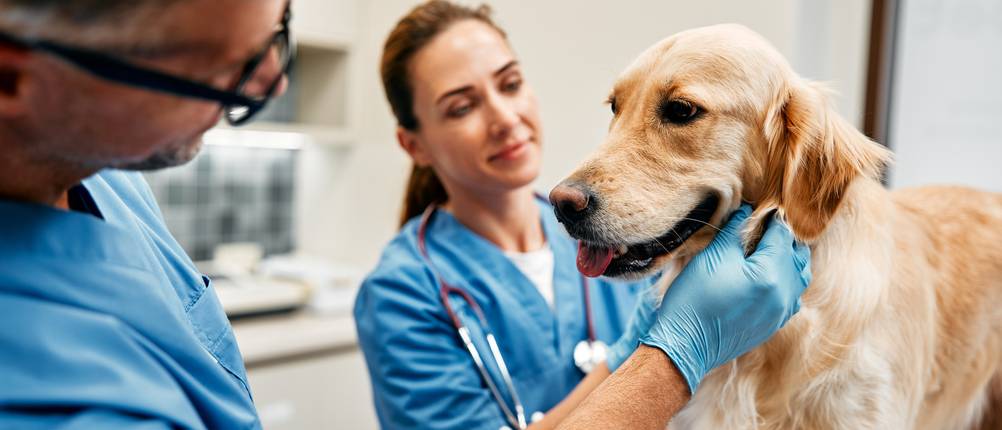 Hundekrankenversicherungen im Vergleich: Ein Hund wird von einem Tierarzt und einer Tierarzhelferin behandelt.