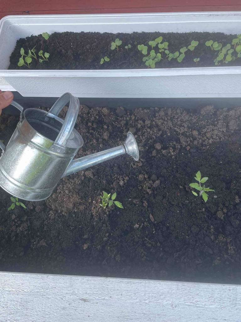 Eine Hand wässert mit einer getesteten Gießkanne aus Zink ein Gartenbeet.