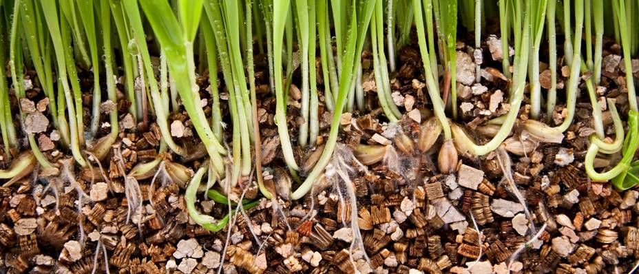 Vermiculite für Pflanzen Top 10 Test & Vergleich