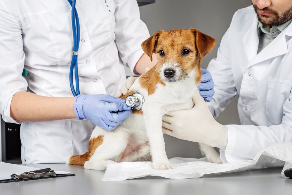 Hundekrankenversicherung Test & Vergleich » Top 10 Im Juli 2023