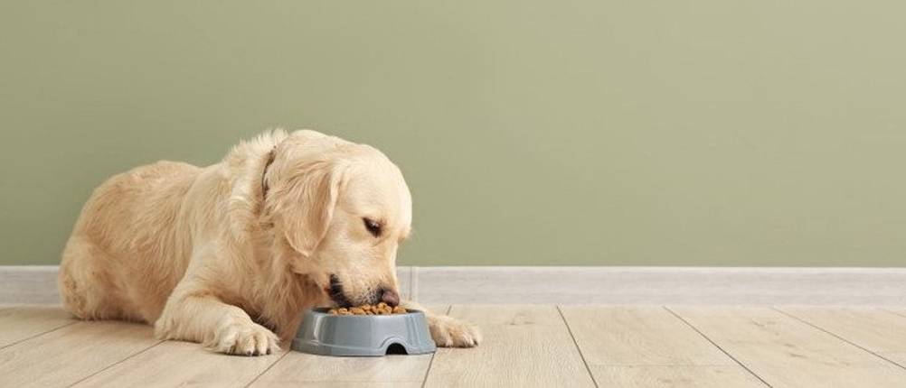 Virbac Hundefutter Test