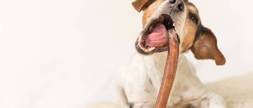 vitakraft-hundefutter-test