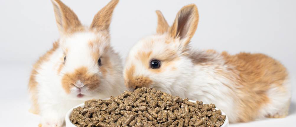 Vitakraft-Kaninchenfutter-Test