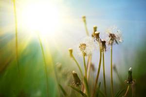Sonnenlicht ist der wichtigste Vitamin-D-Lieferant.