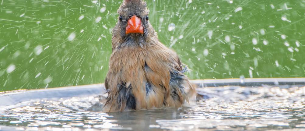 Vogelbad-Test