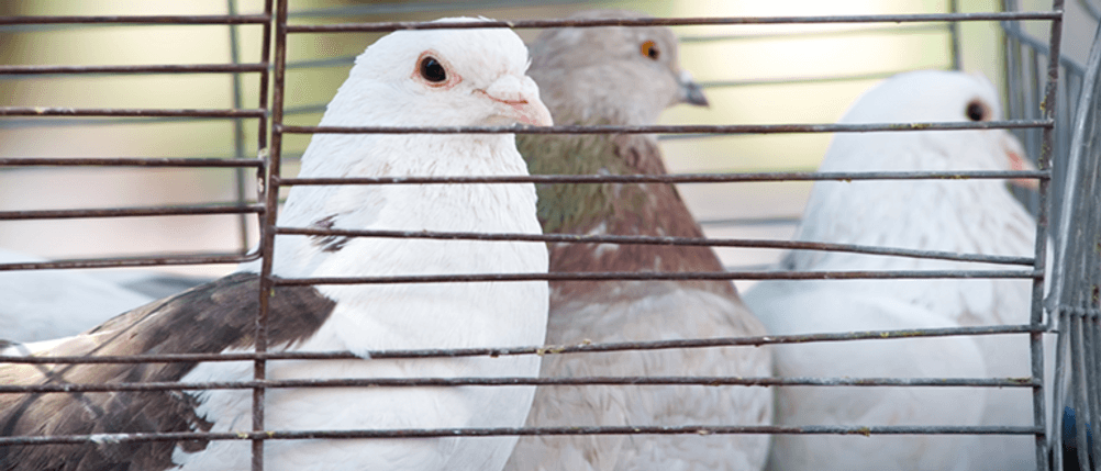 Vogelfalle im Test: Drei Tauben hinter einem Gitter.