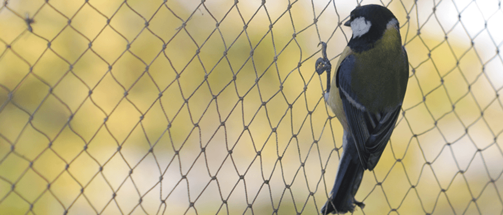 Vogelfalle im Test: Ein Vogel hängt an einem Käfig.