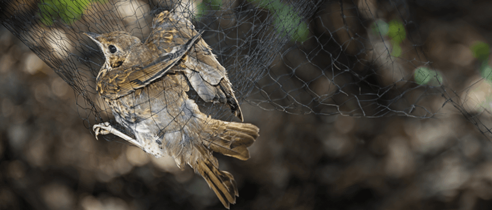 Vogelfalle im Test: Zwei Vögel sind in einem Netz gefangen.