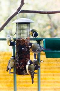 Fettfutter Futtersäule