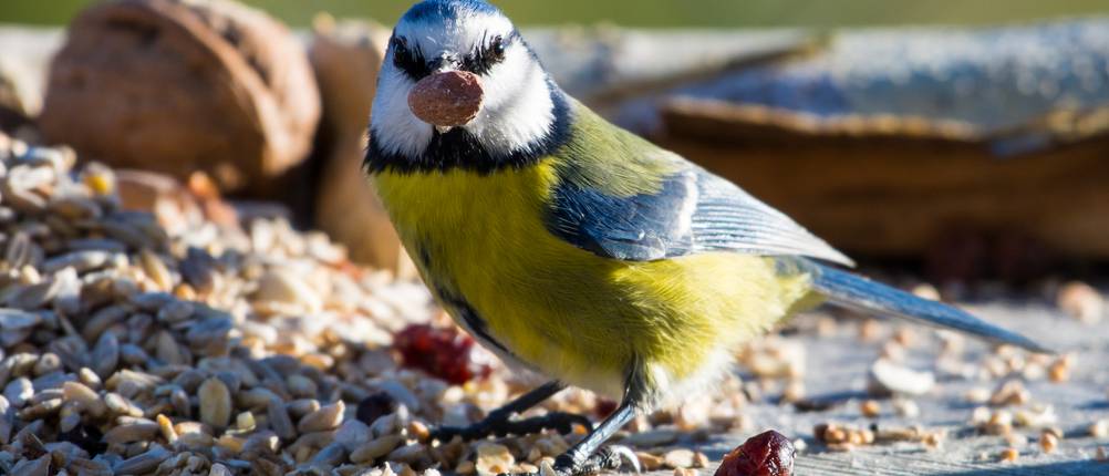 Vogelfutter Erdnüsse test