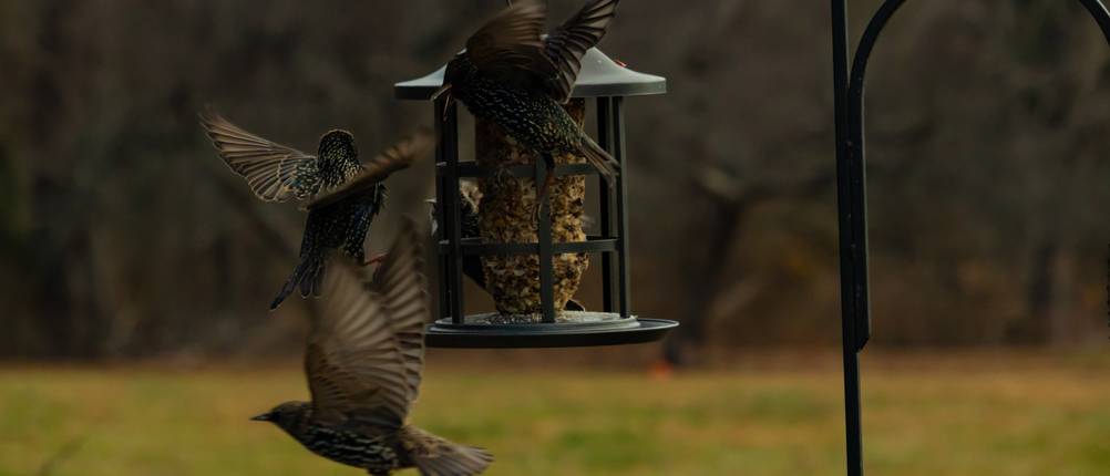 Vogelhaus-groß-Test: Zwei Vögel an einem hängenden Vogelhaus.