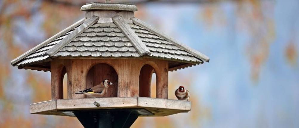 Vogelhaus-groß-Test: Zwei kleine Vögel in einem Holz-Vogelhaus. 