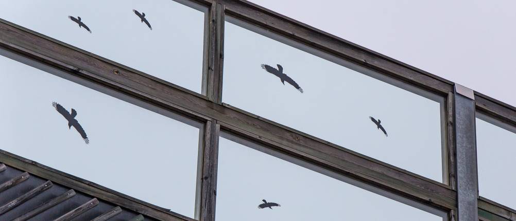 vogelschutz-aufkleber-test